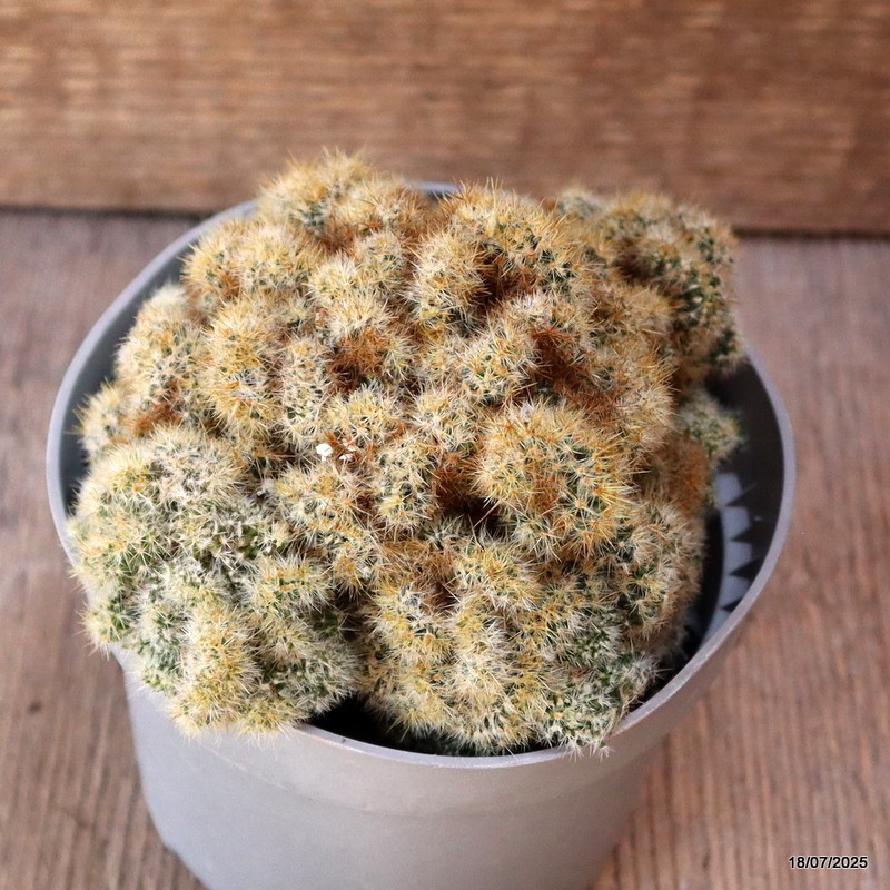 D5419 MAMMILLARIA PROLIFERA MONSTER pot10-H8-W12 cm MaMa Cactus
