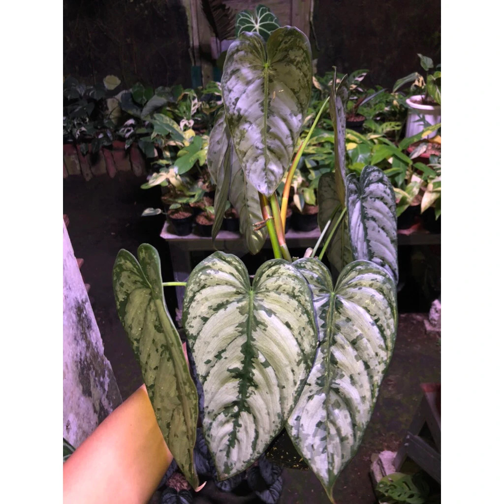 Philodendron Brandtianum Mature Size Live Tropical Plant PL118