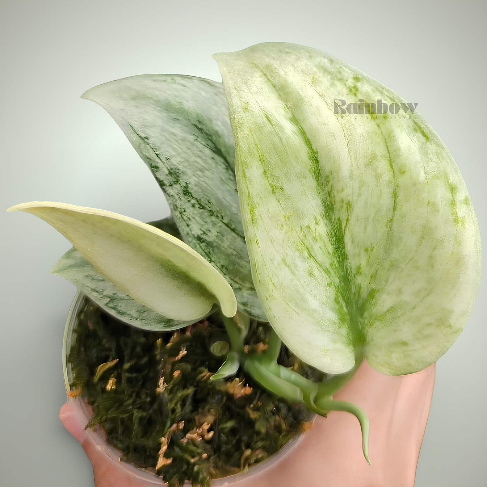Scindapsus Hologram Jungle Plant