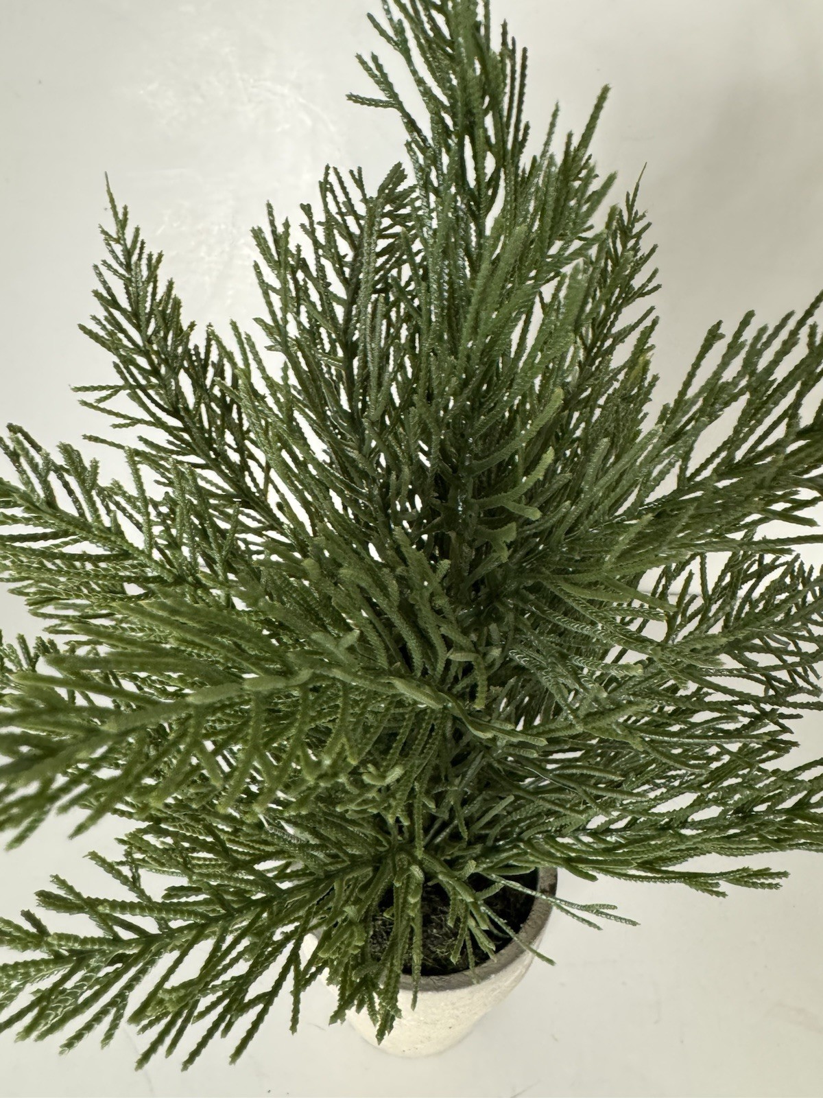 Cedar Potted Plant 6in Tall In Small Terracotta Pot