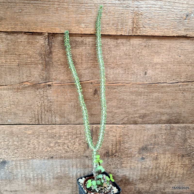 D6487 CERARIA NAMAQUENSIS GRAFT. pot9-H47-W8 cm MaMa Cactus