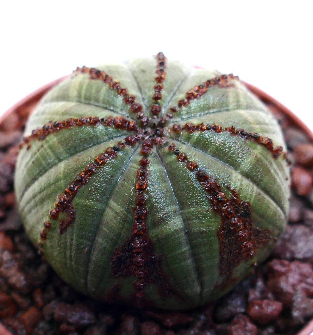 Euphorbia obesa GREEN ELEGANT BROWN ARROWS MG1344 – Baseball plant | Basketball