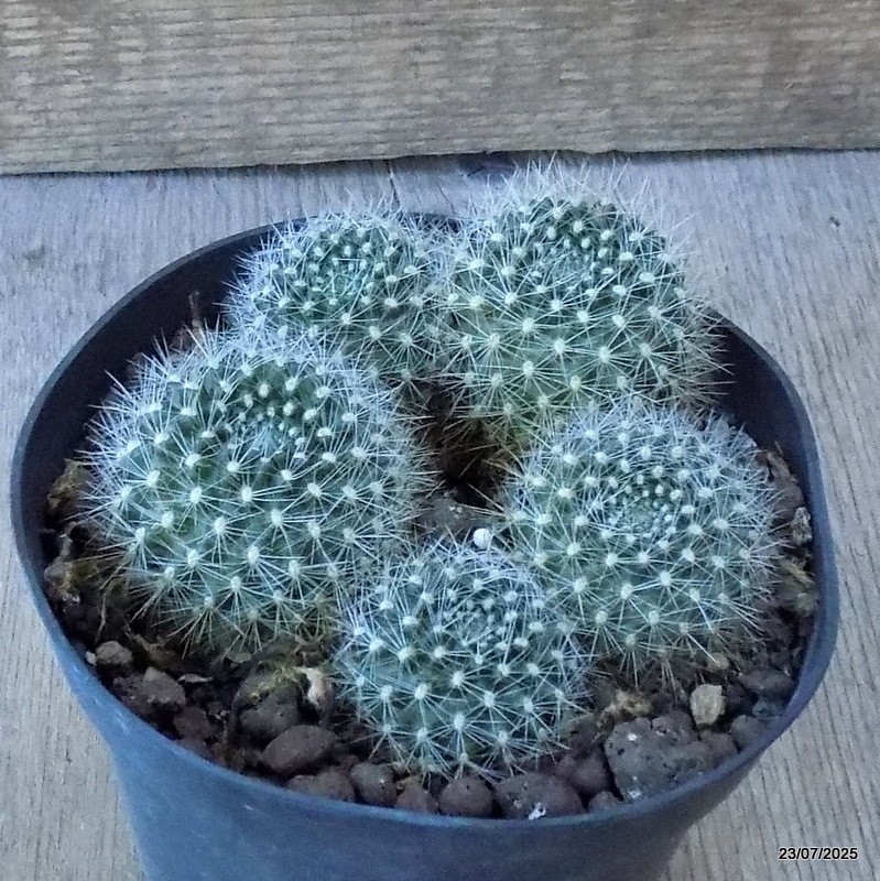D5423 REBUTIA MINIMA pot12-H5-W10 cm MaMa Cactus