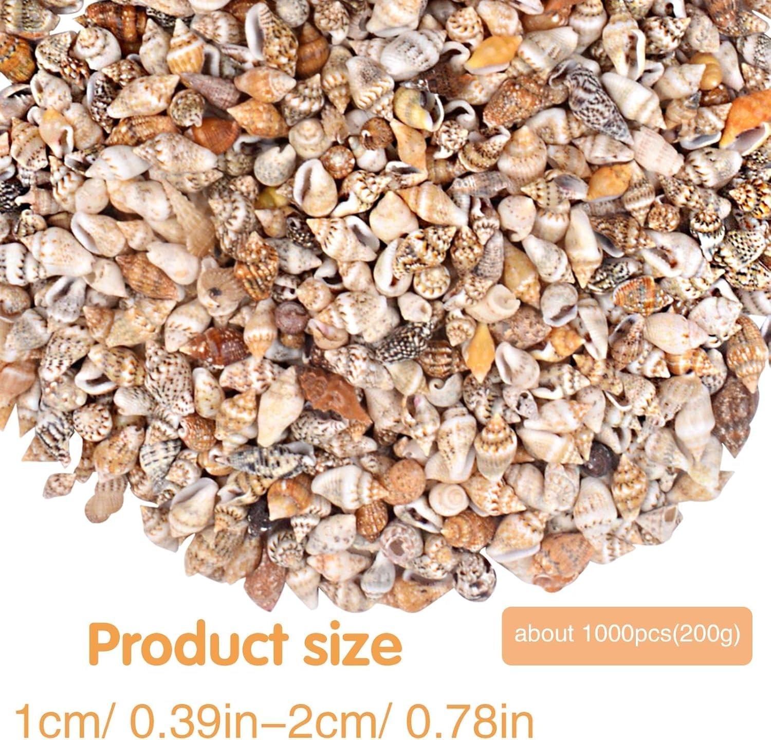 About 1000pcs Small Natural Sea Shells 1-2cm, Mixed Tiny Spiral Conch Shells Bul