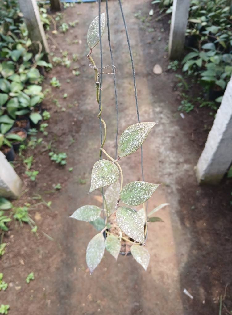 Real Picture Hoya Walliniana Splash Lush Leaves Rare Plant