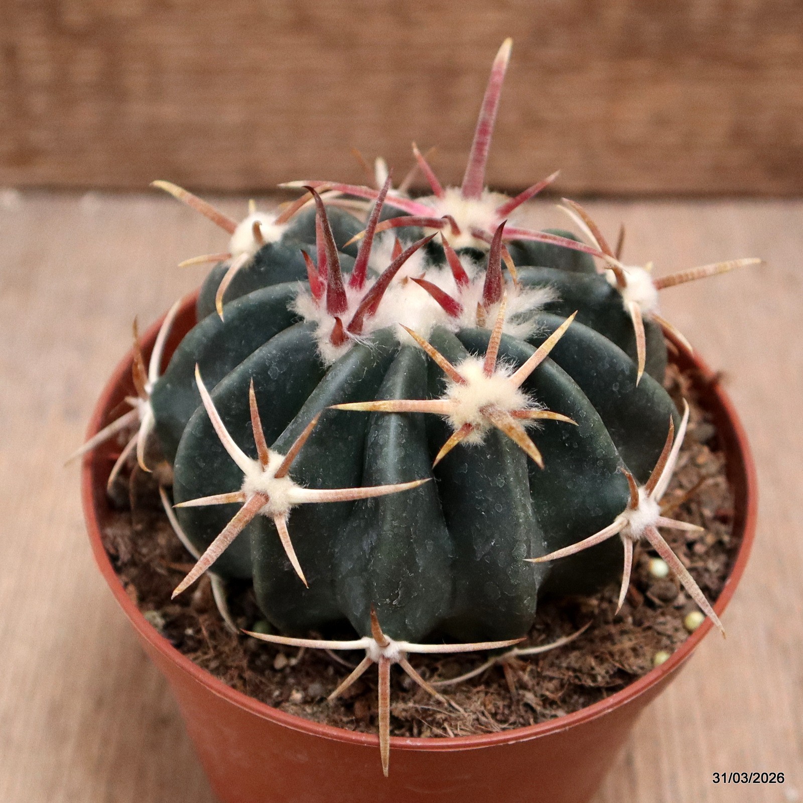D8121 HOMALOCEPHALA TEXENSIS pot10-H6-W8 cm MaMa Cactus