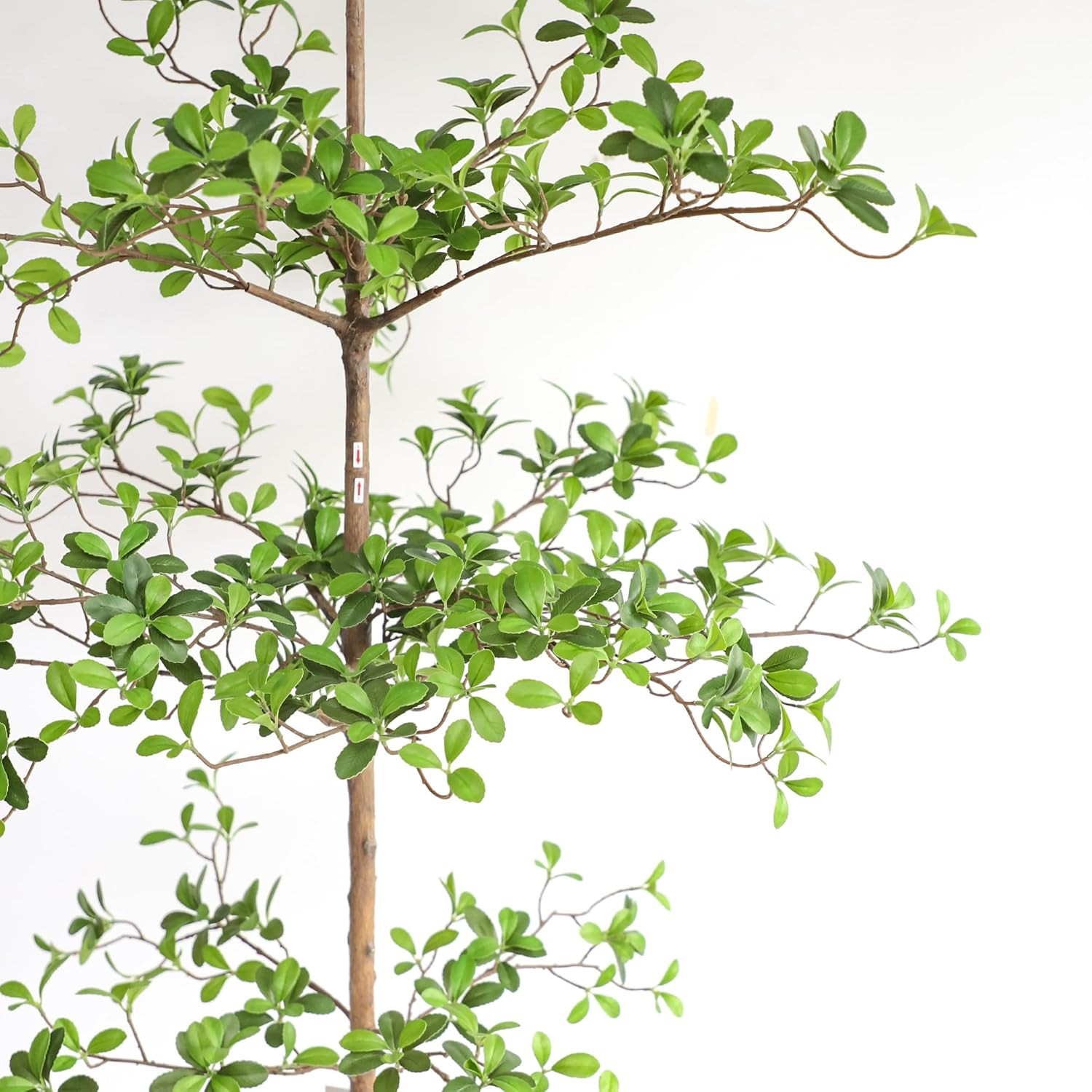 Artificial Black Olive Tree, 7FT Tall Faux Shady Lady Tree with Potted, Fake Oli