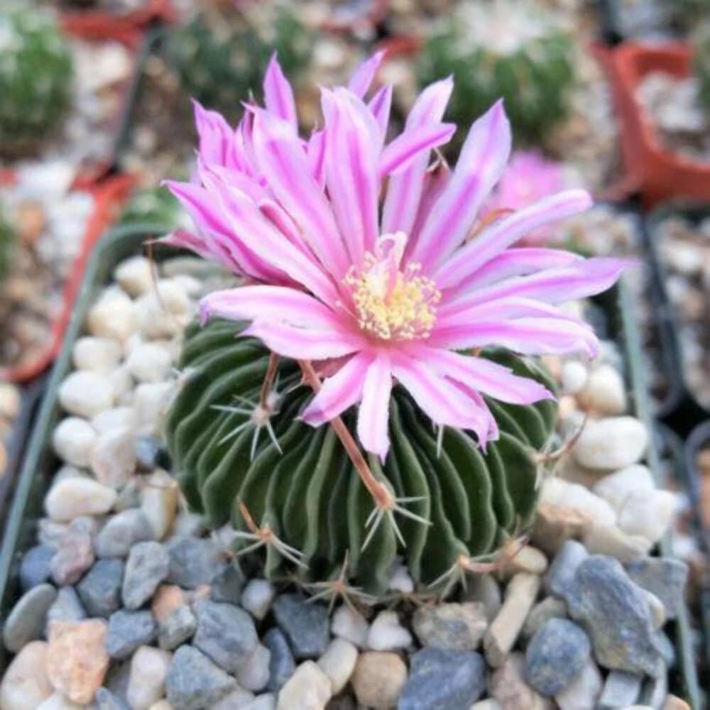 Stenocactus Multicostatus Brain Cactus Live Plant With Flower Pot