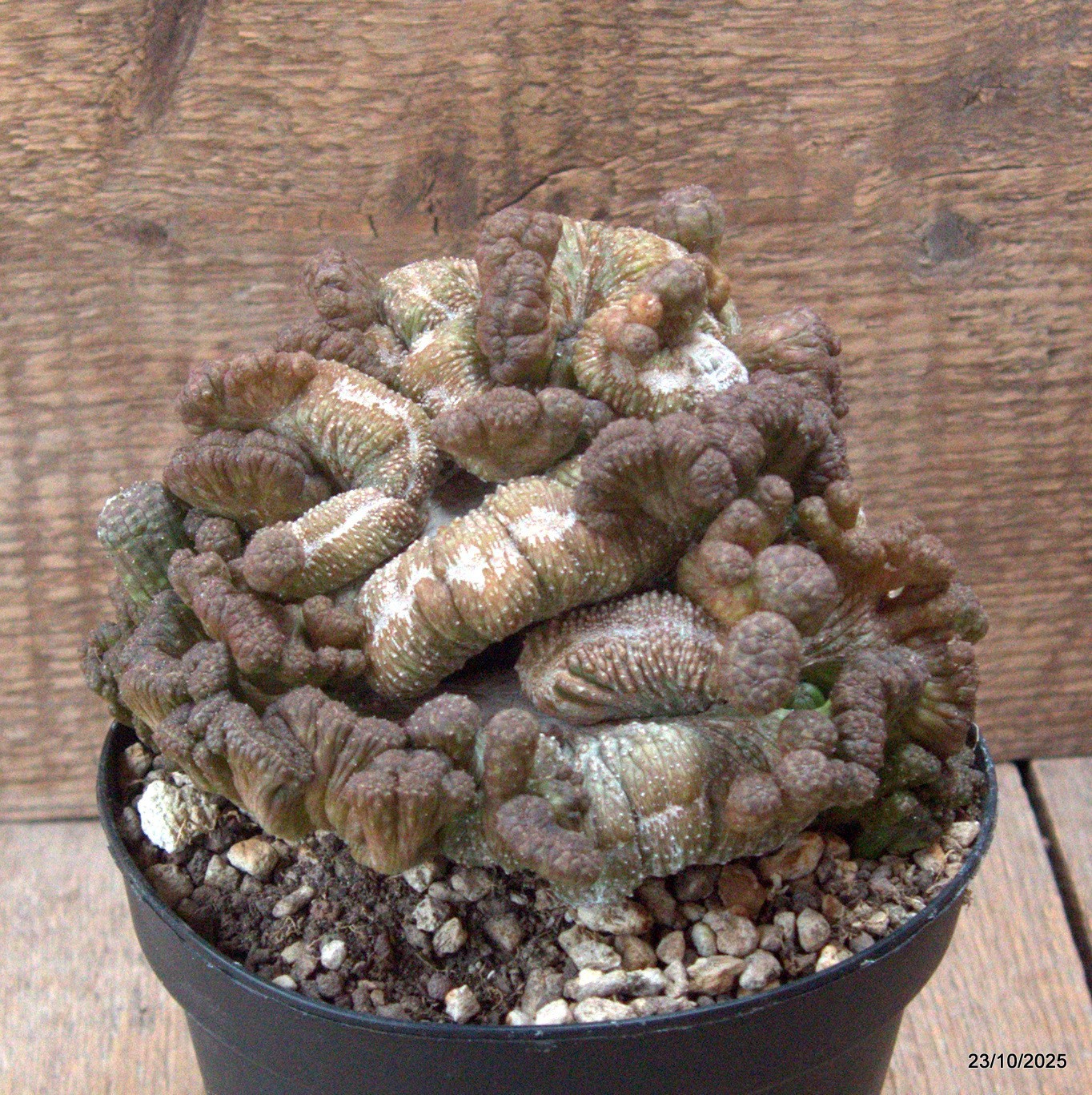 D7151 EUPHORBIA OBESA CRESTED OLD pot14-H13-W16 cm MaMa Cactus