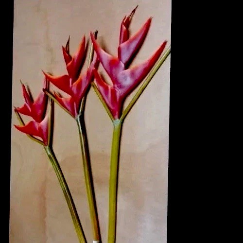 Artificial Heliconia Flower bundle of 5, Green In Color.