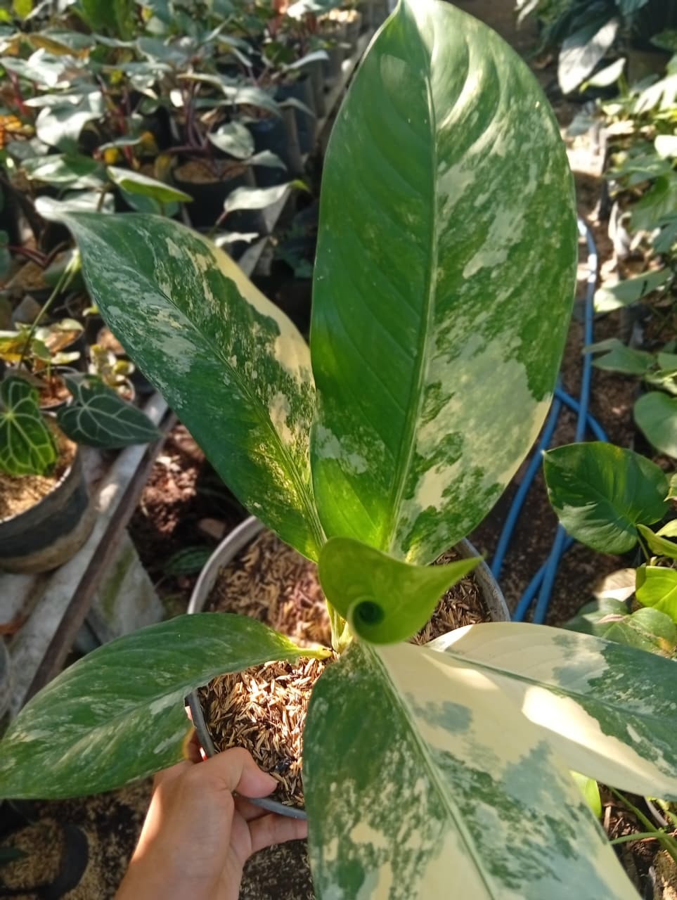 Real Picture Dieffenbachia Big Ben Variegated Medium Size