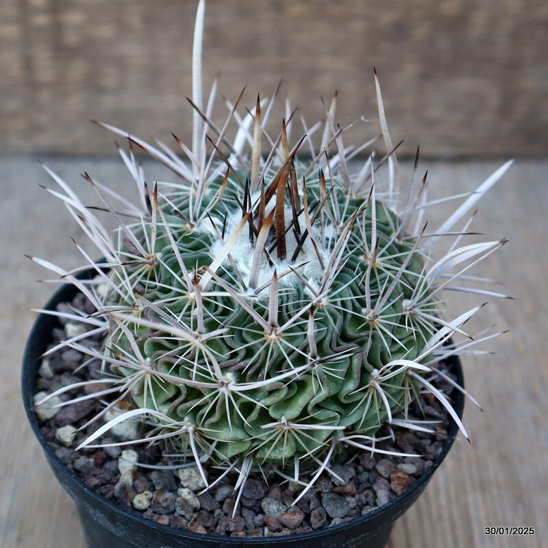 A8137 ECHINOFOSSULOCACTUS LAMELLOSUS pot10-H9-W8,5 cm MaMa Cactus