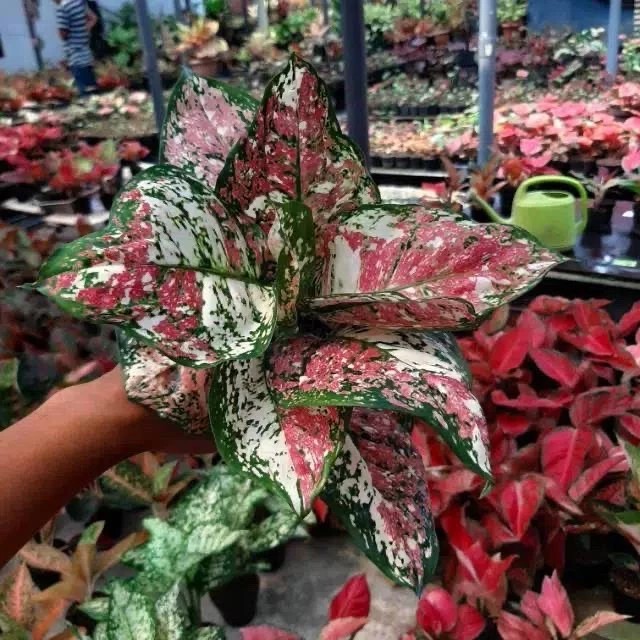 Real Picture Aglaonema Tricolor Beautiful Rare Plant