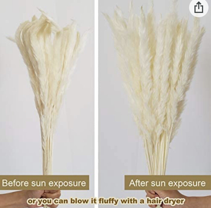 Belle Fleur Natural Dried Pampas Grass Reed Plume Dried Flower Stems Bouquet