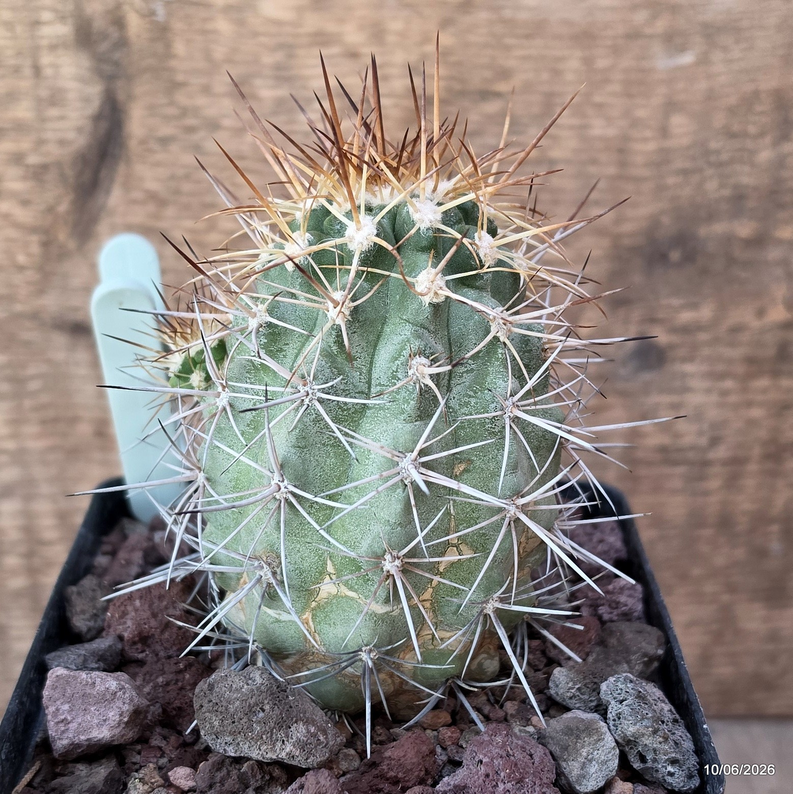 D3430 COPIAPOA MULTICOLOR KK1394 pot12-H11-W7,5 cm MaMa Cactus