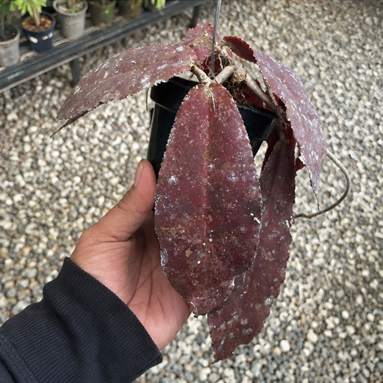 Hoya Undulata Red Rare Tropical Hoya Plant | Exotic Wax Collector Houseplant