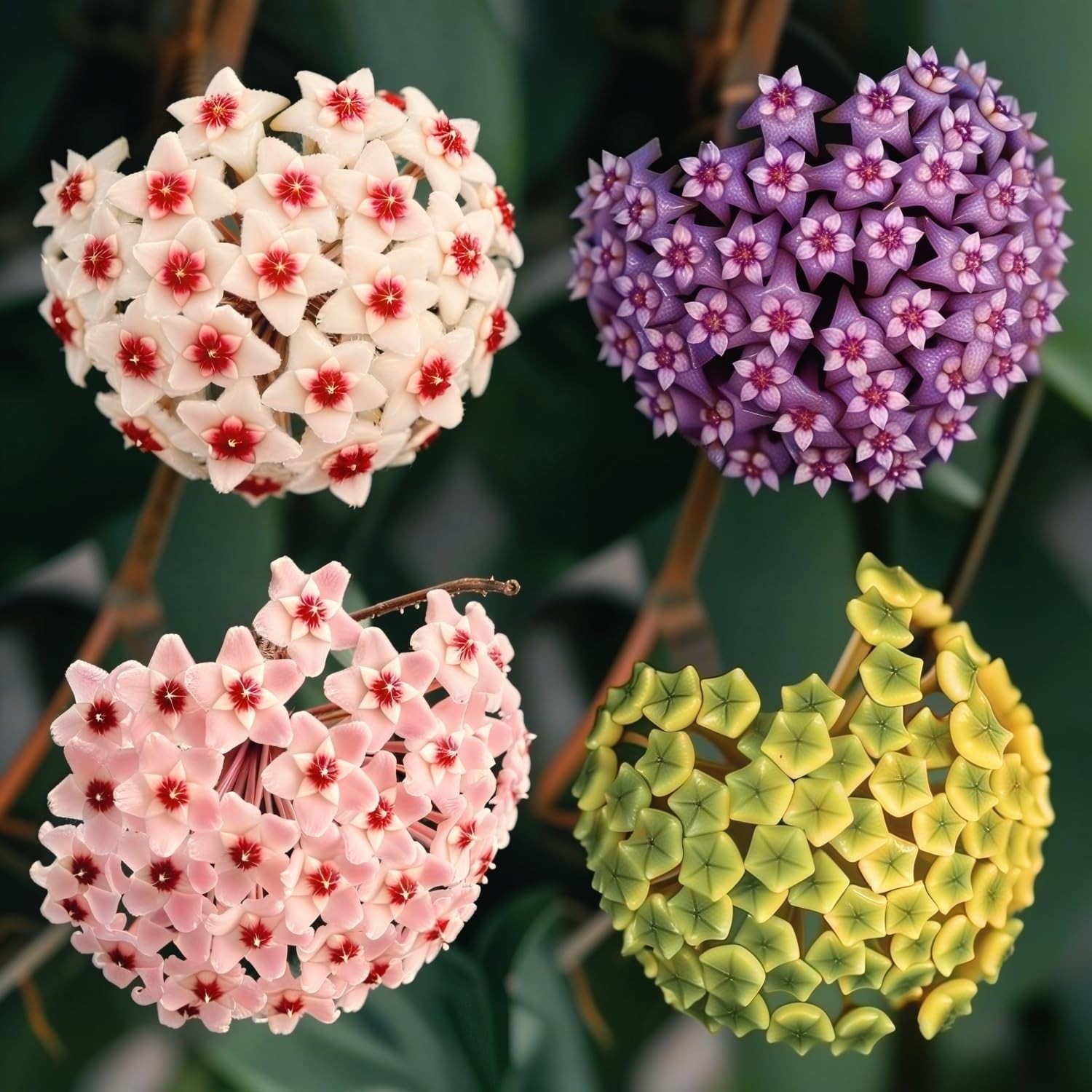 300+ Mixed Hoya Seeds for Planting, Wax Plant Fragrant Trailing Perennial, Non-G