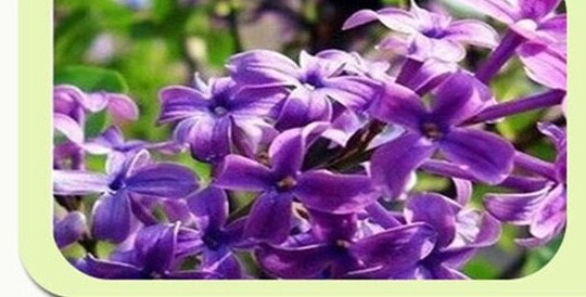 (10) LILAC SEEDS perennial flower rare exotic garden bed plant USA SELLER TRACK