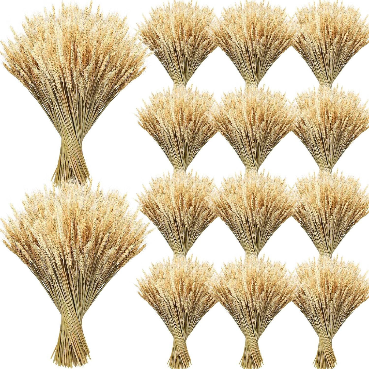 1600 Stems Dried Wheat Stalks for Decor Natural Wheat Grass Sheaves Bundle Farmh