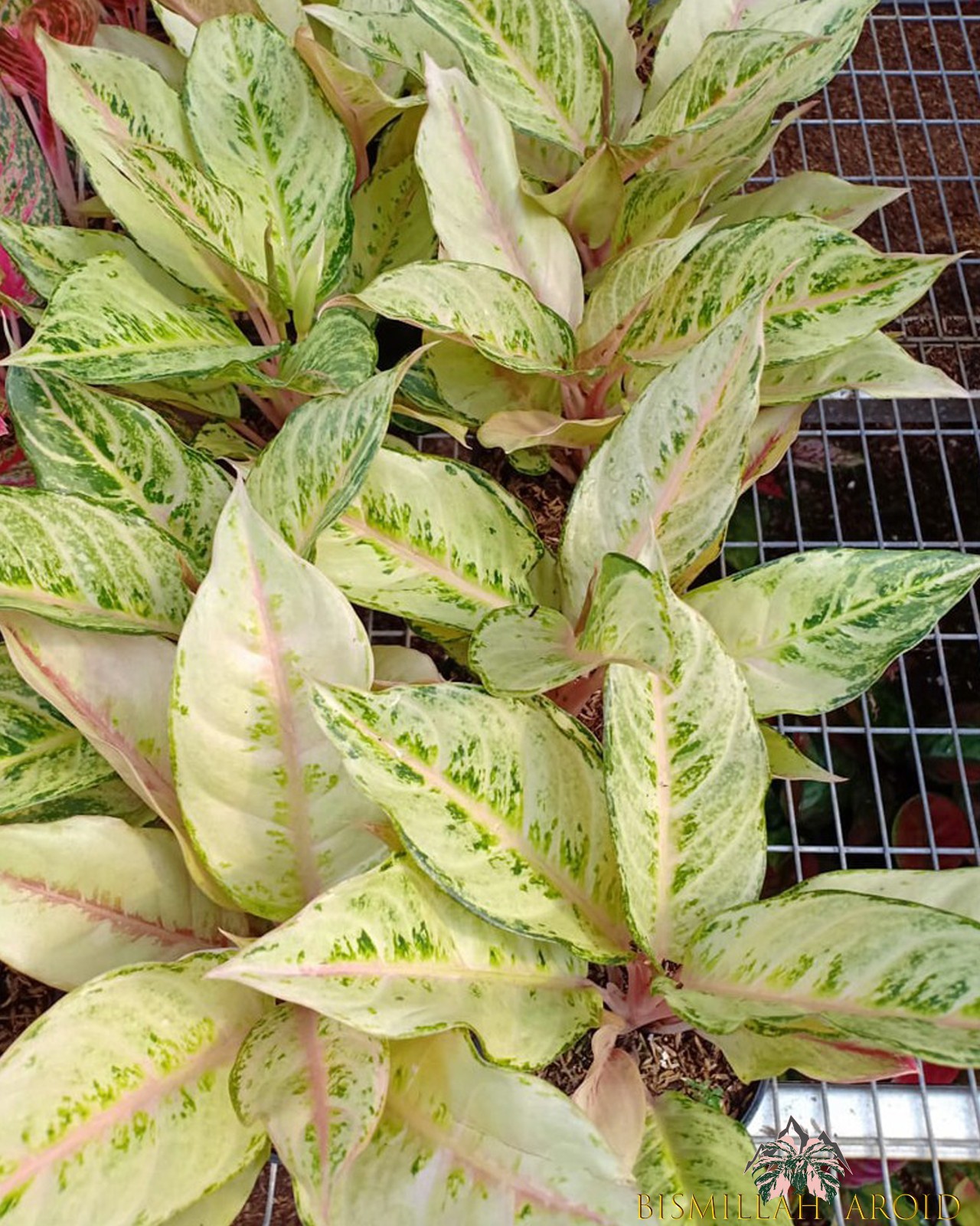 Aglaonema Frozen Beautiful Condition Real Picture