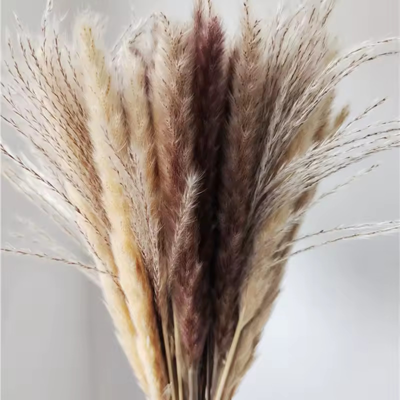 60PCS Pampas Grass Natural Dried Reed Flower Bunch Bouquets Home Wedding Decor
