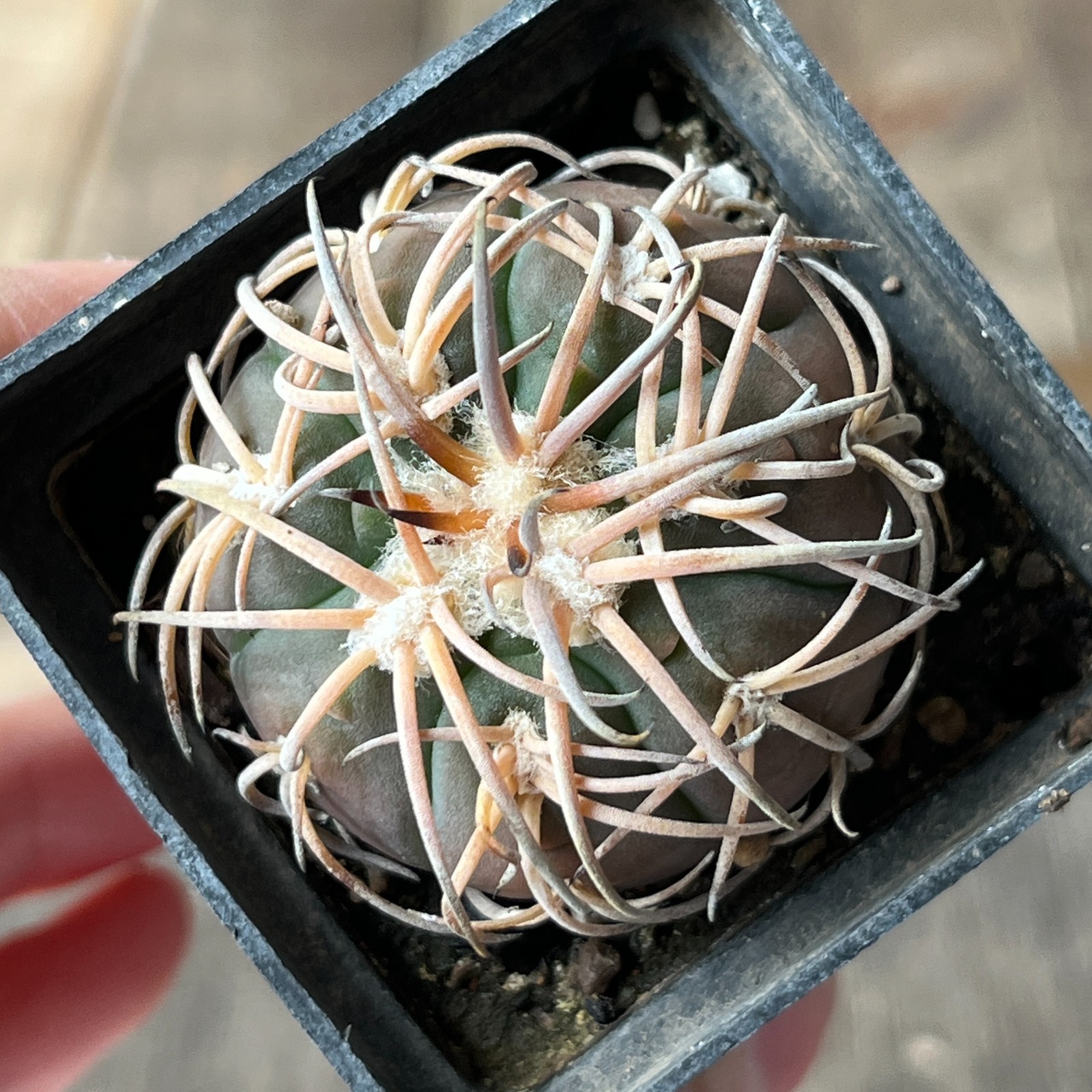 A45-492 Gymnocalycium spegazzinii, bright powerful thorns, own root