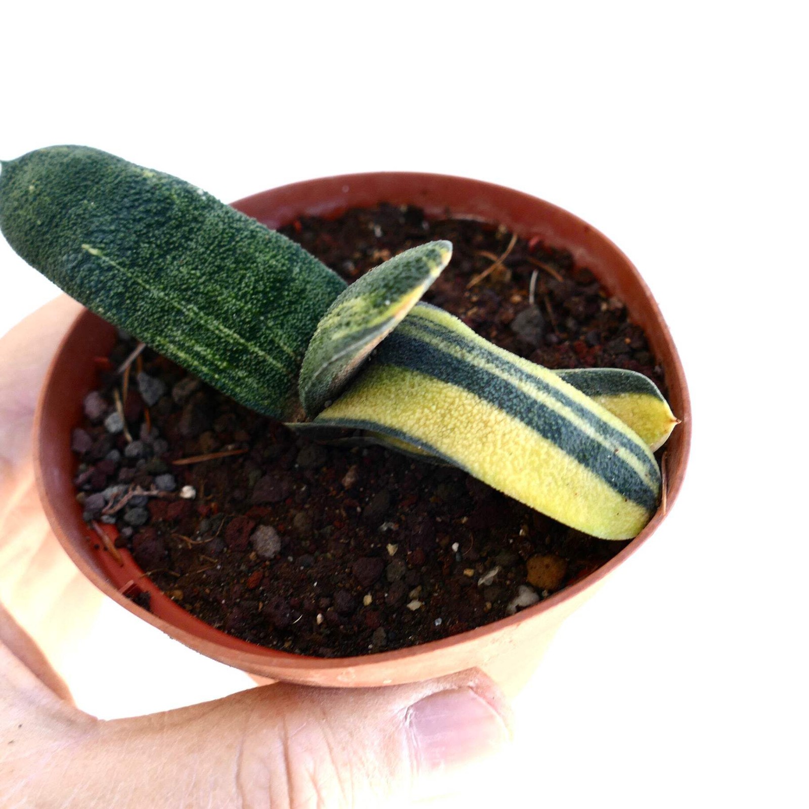 Gasteria batesiana VARIEGATED – Knoppies gasteria | Bates’ gasteria