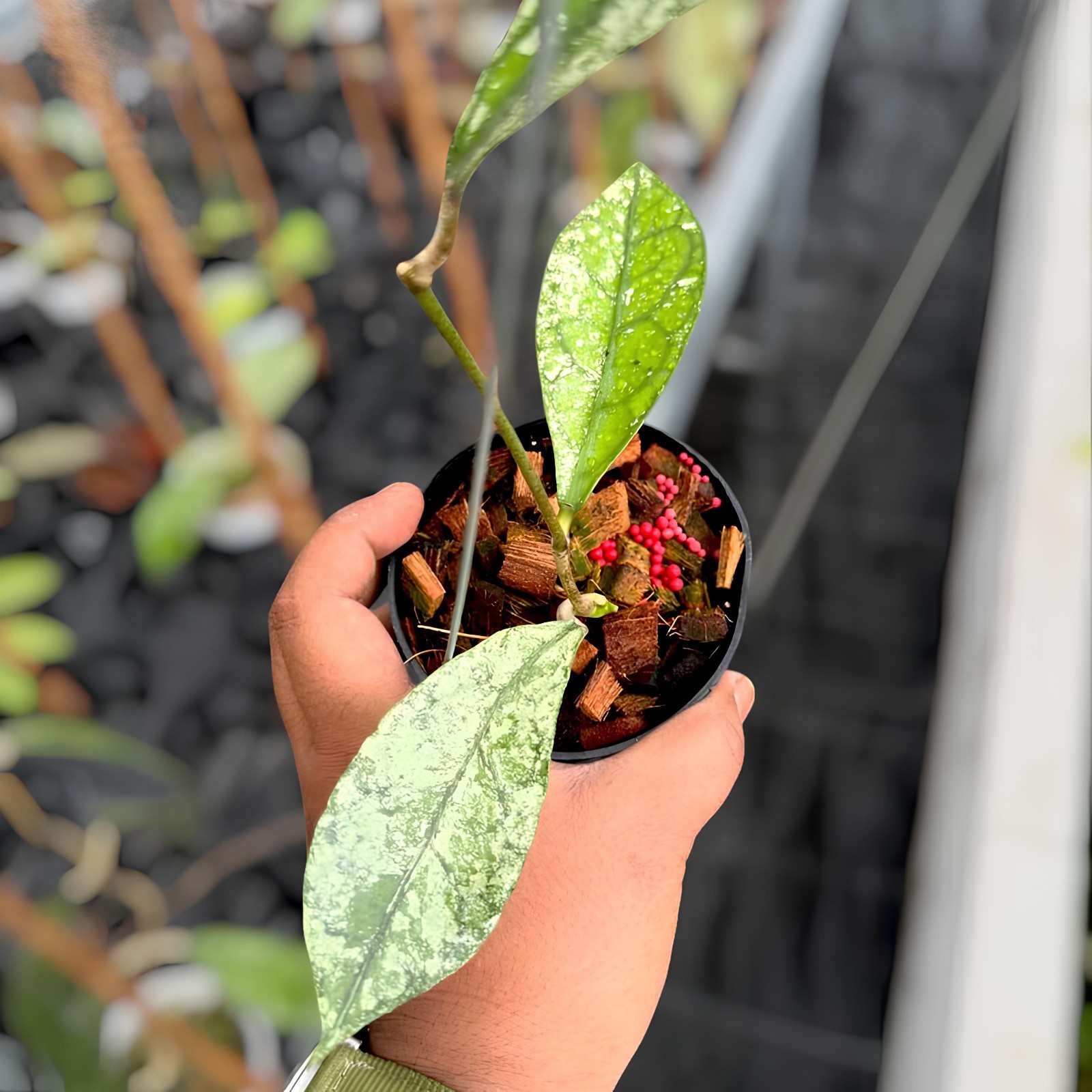 Hoya Clemensiorum Silver Jungle Plant