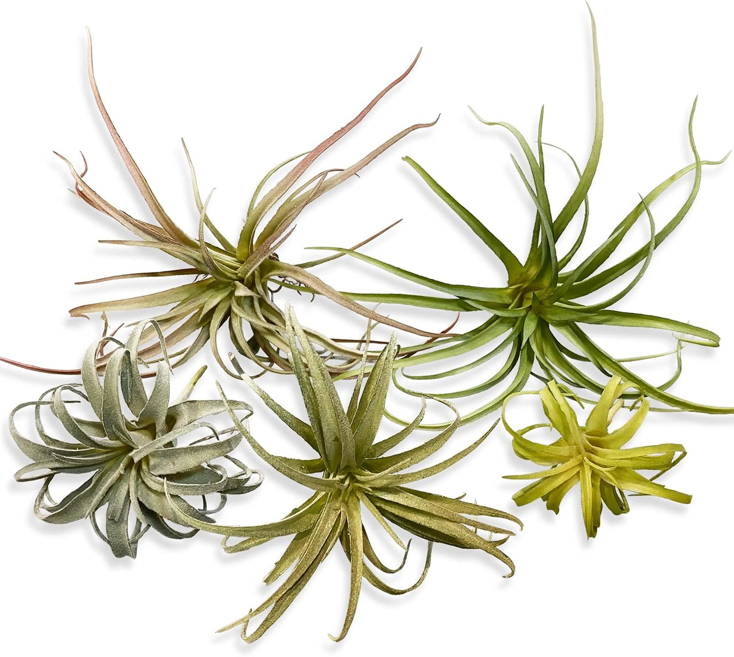 ® Large Green Real Touch Faux Air Plants, Lifelike Fake Tillandsia Pick, Artific