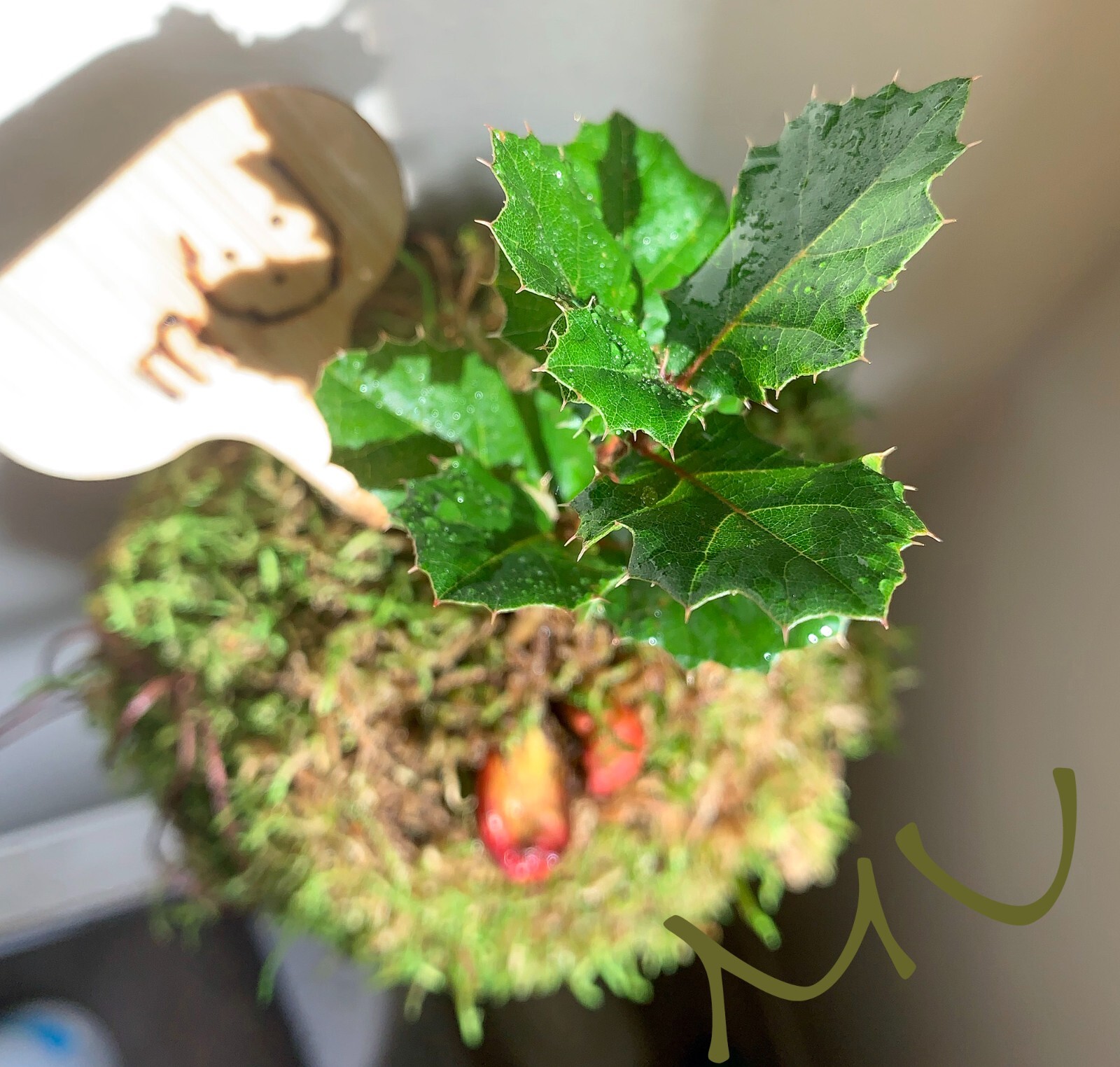 1 SMALL PALM SIZE BONSAI CALIFORNIA COASTAL LIVE OAK ACORN KOKEDAMA
