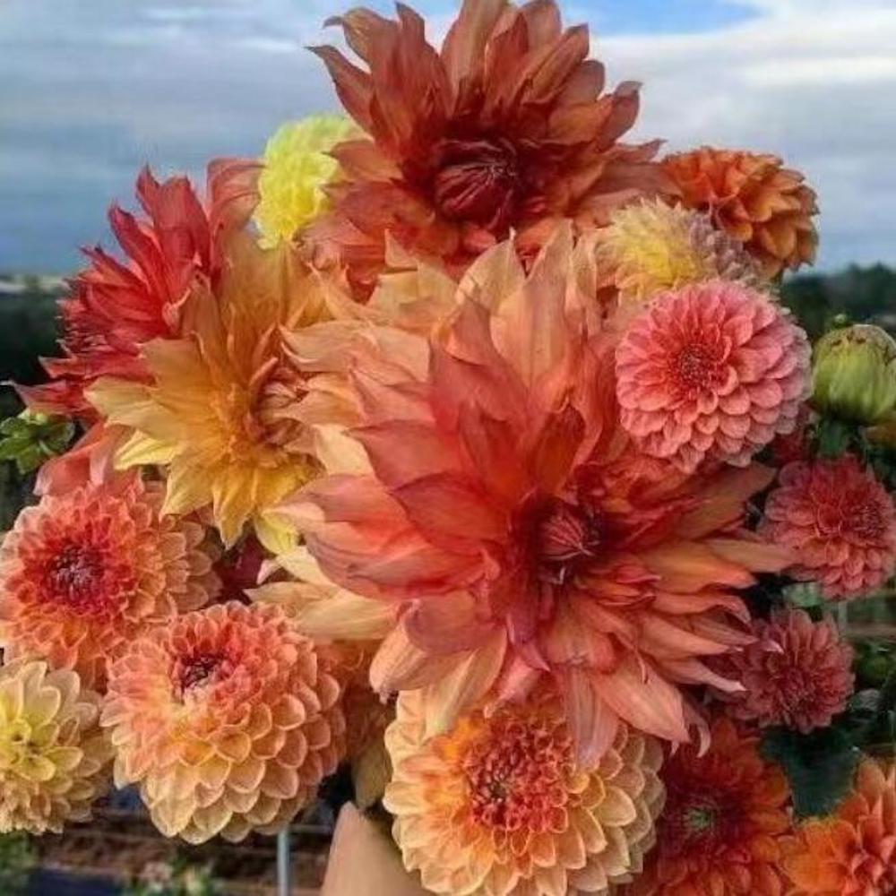 (10) DAHLIA SEEDS rare exotic flower blossom garden plant USA SELLER W/TRACK