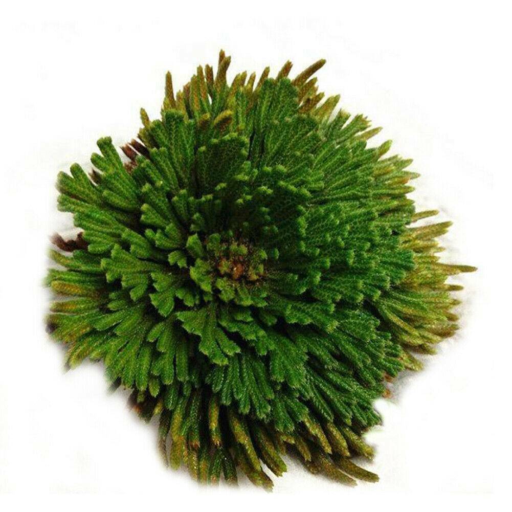 Rose of Jericho, 1-10 Packs- Resurrection Flower – Ferns – Live Plant Bulb Rose