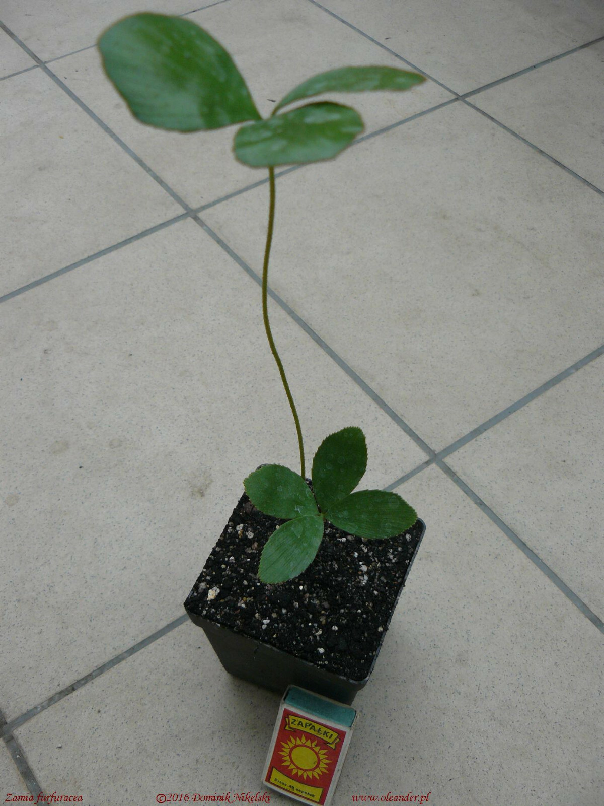 1 CARDBOARD PALM (zamia furfuracea), Zamia Live PLANT in pot – NO SH TO USA