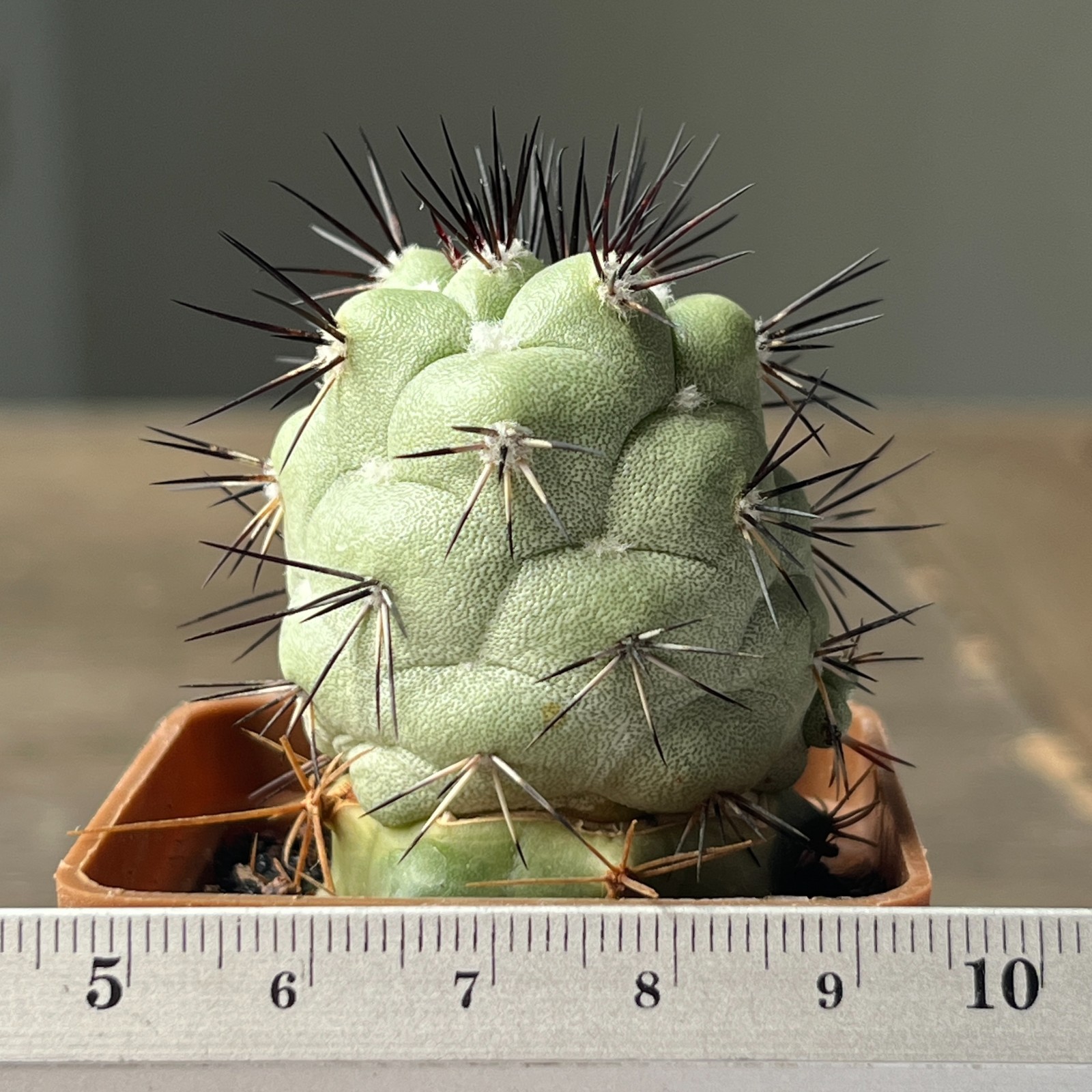 A51-860 Ortegocactus macdougallii, grafted