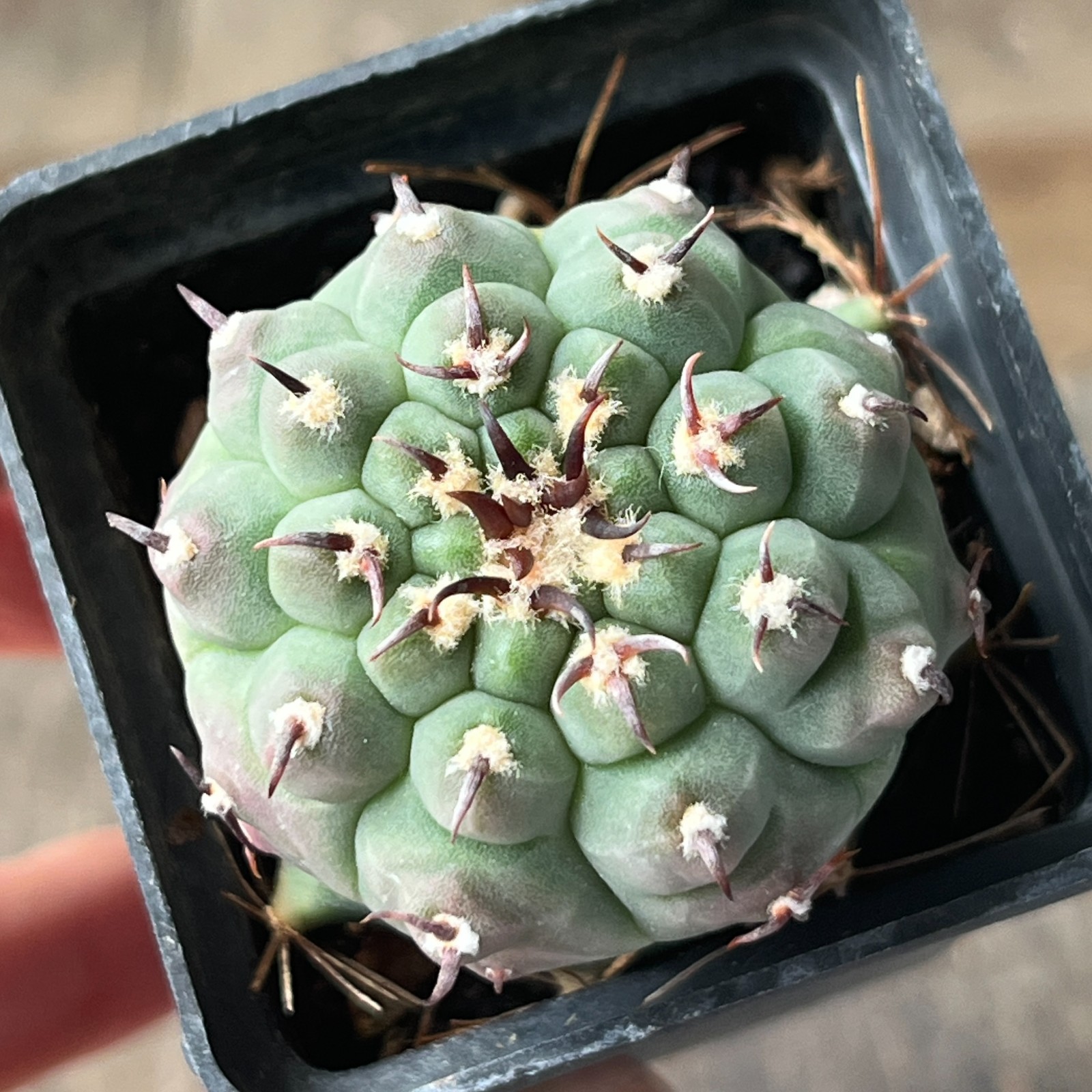 A45-1689 Gymnocalycium vatteri v. unguispinum, grafted