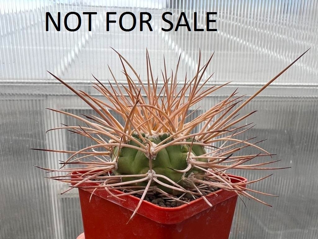 A43-218 Gymnocalycium polycephalum, own root