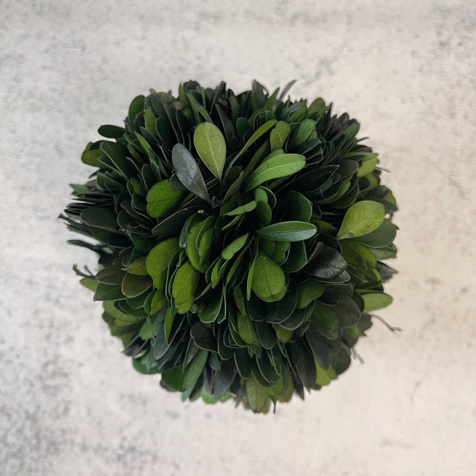 Boxwood Topiary Preserved Real Plant 10.2cm x 12.7cm Indoor Home Decor Pot