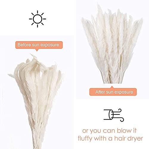 30 Pcs Pampas Grass ,17 inch/45 cm Natural Dried Pampas Grass Branches White