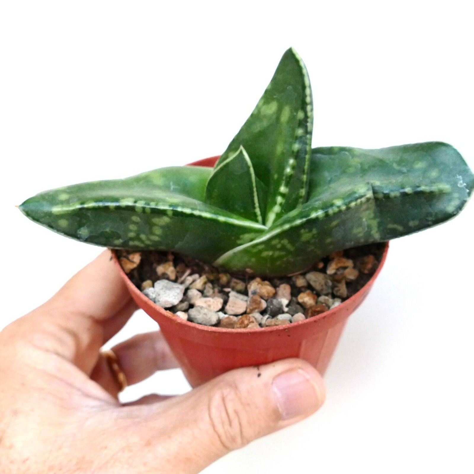 Gasteria armstrongii cv CORAL DREAM – Armstrong’s gasteria | Armstrong gasteria