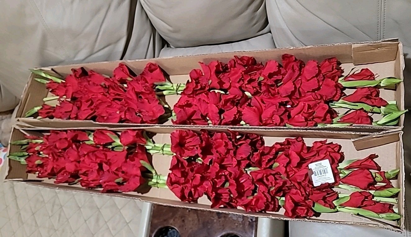 6 Pk Artificial Red Gladiolus Flowers Stem approx 36 inch long By Better Homes