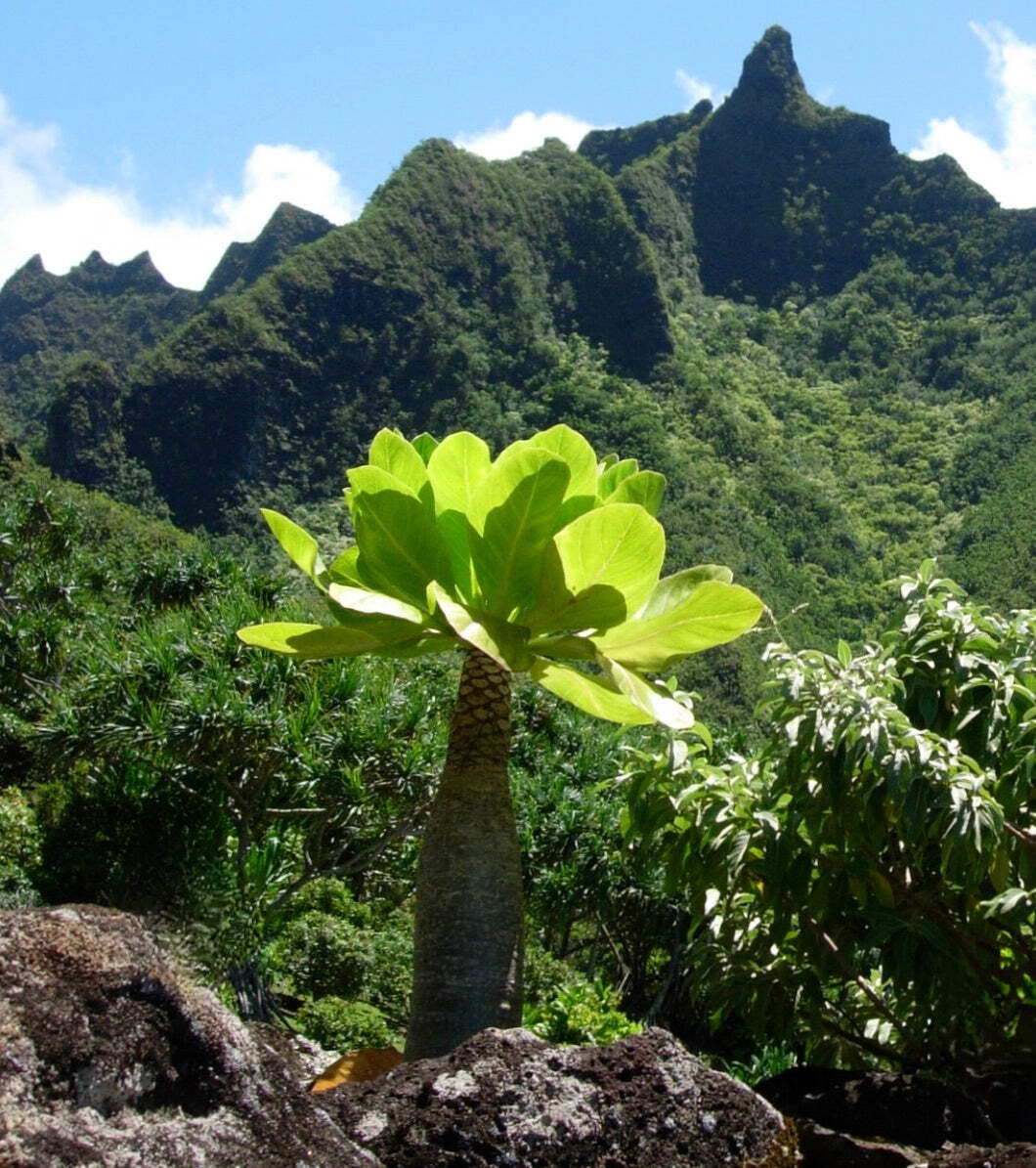 Brighamia insignis 15-35cm | Hawaiian palm | Cabbage on a stick – Hawaiian palm