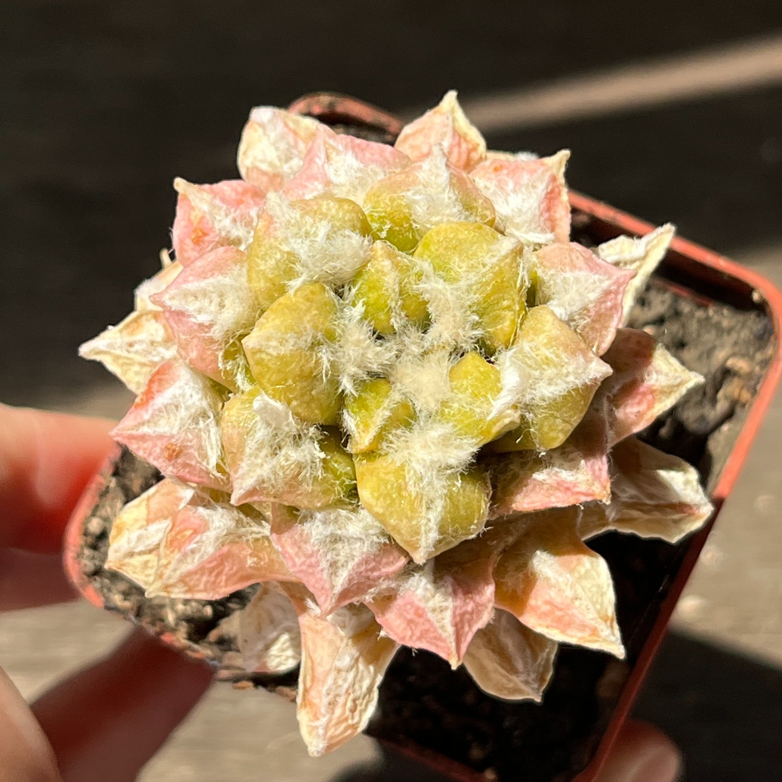 A53-4303 Cactus (retusus x kotsch), grafted
