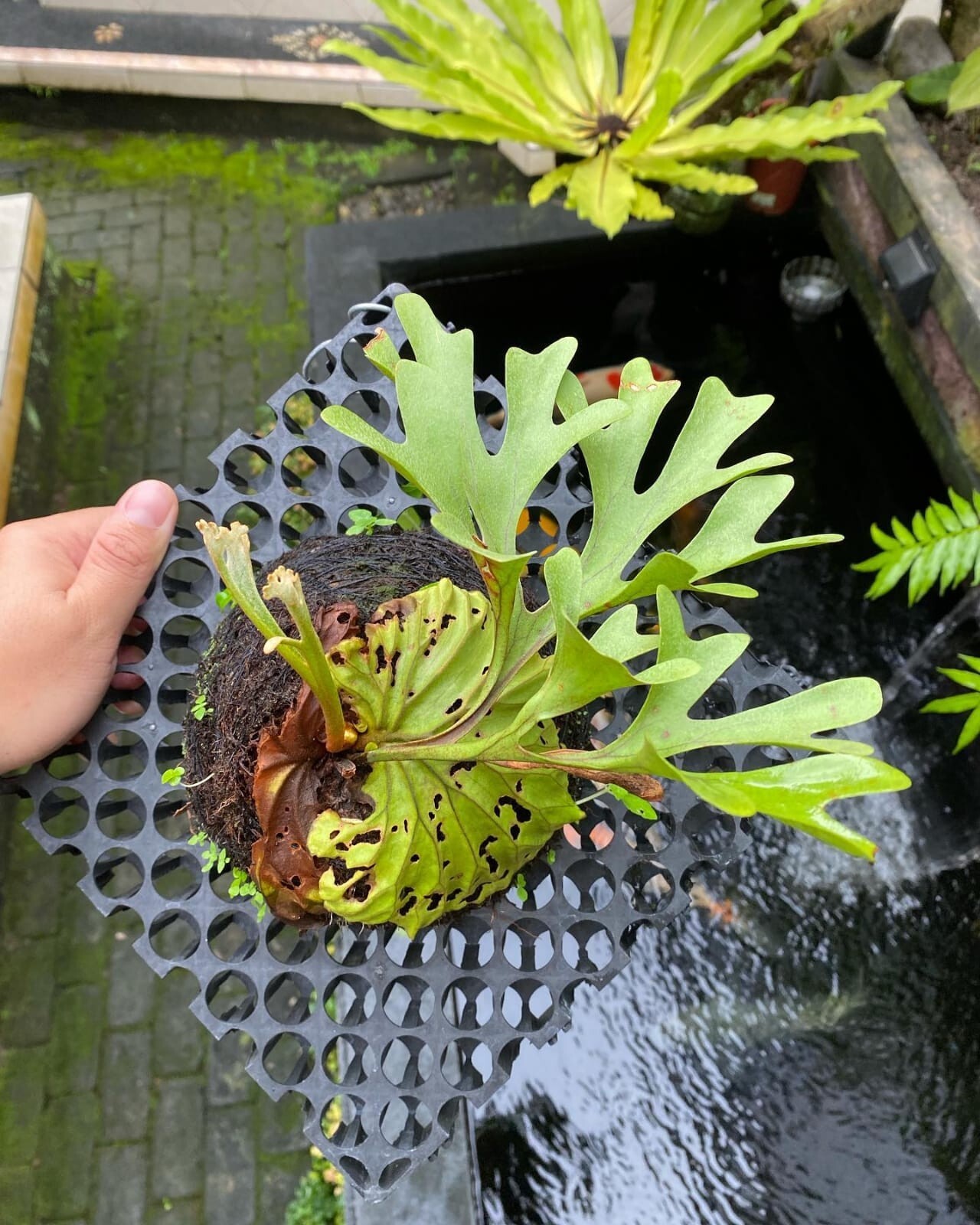 Platycerium Ridleyi + Phytosanitary Cert