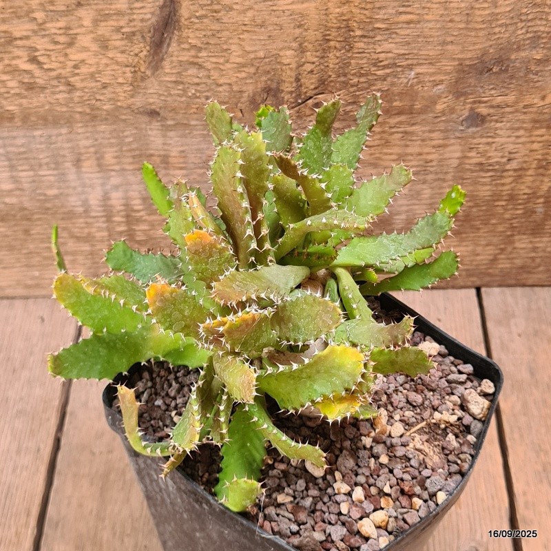 D6477 EUPHORBIA STELLATA BIG CAUDEX pot12-H14-W18 cm MaMa Cactus