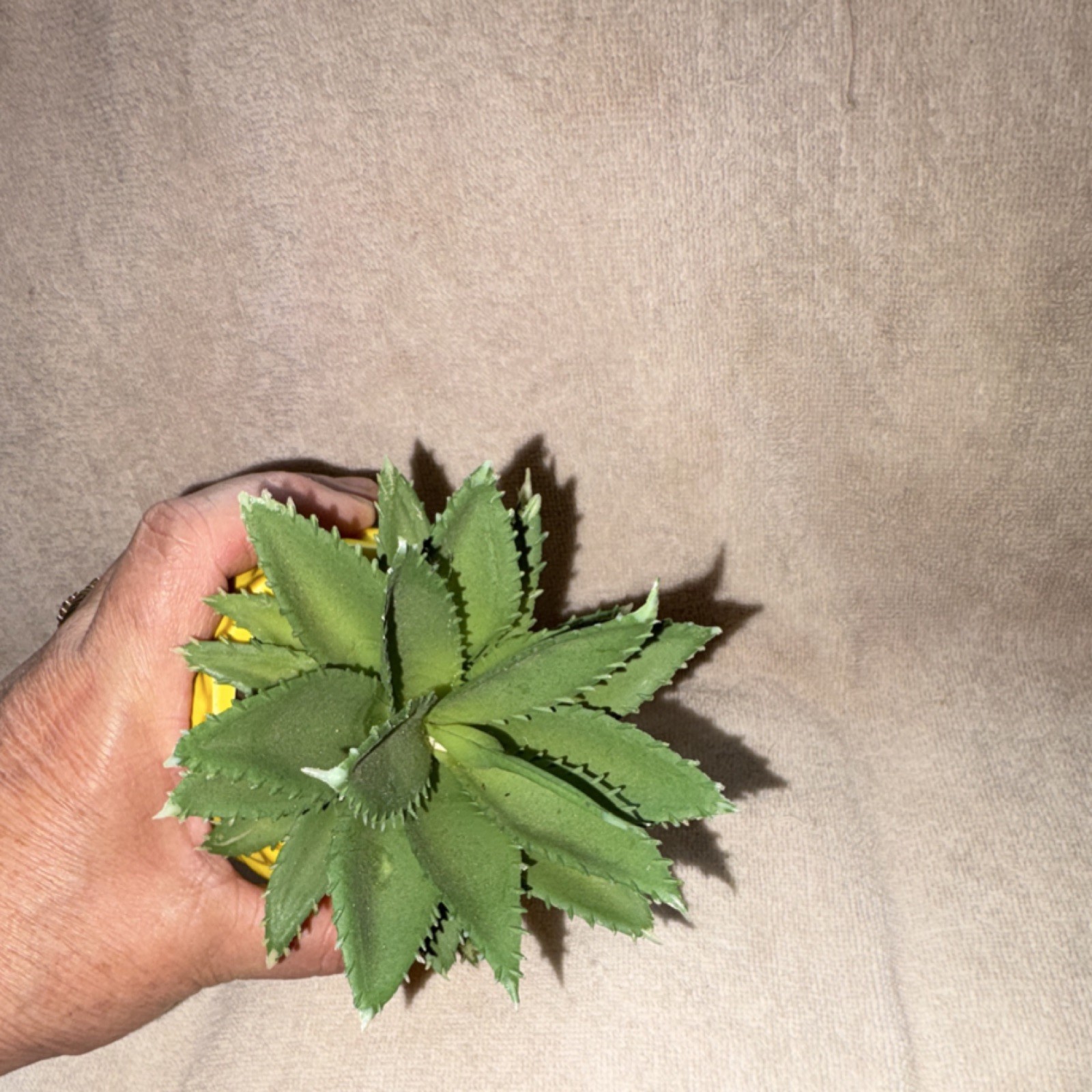 Mainstays Artificial Succulent 7.2-Inch Yellow Pineapple Pot Plastic Ceramic