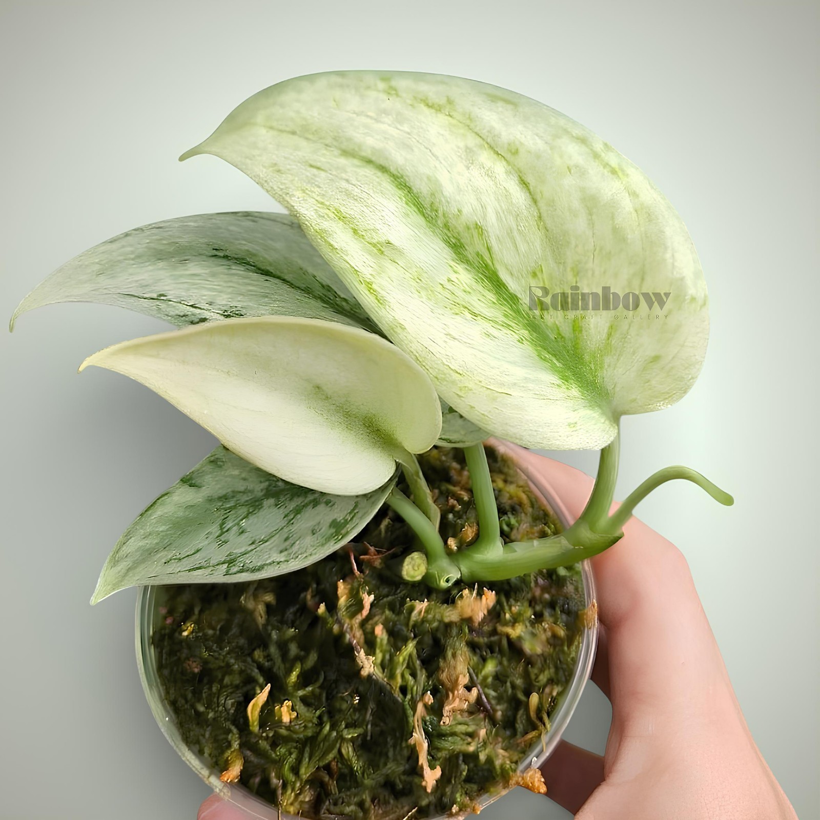 Scindapsus Hologram Jungle Plant