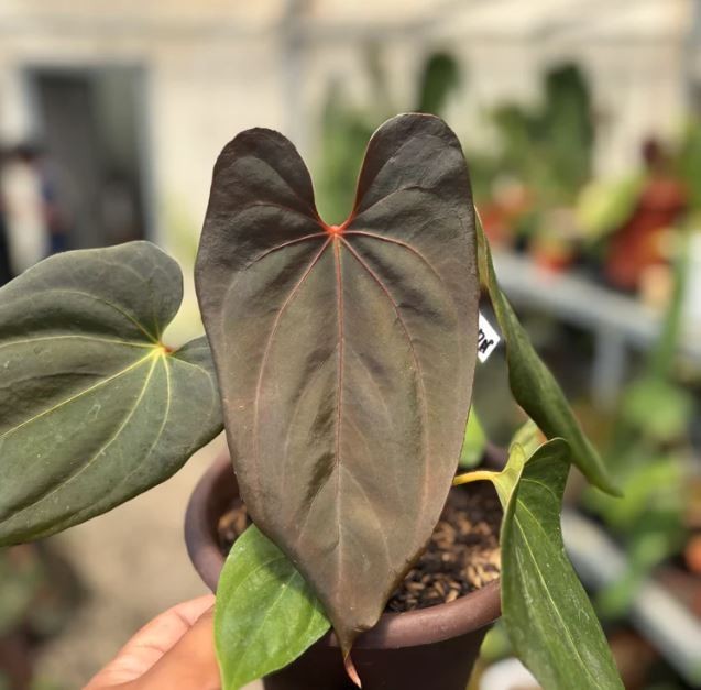 Anthurium Blood of Blue Real Pict Rare Anthurium