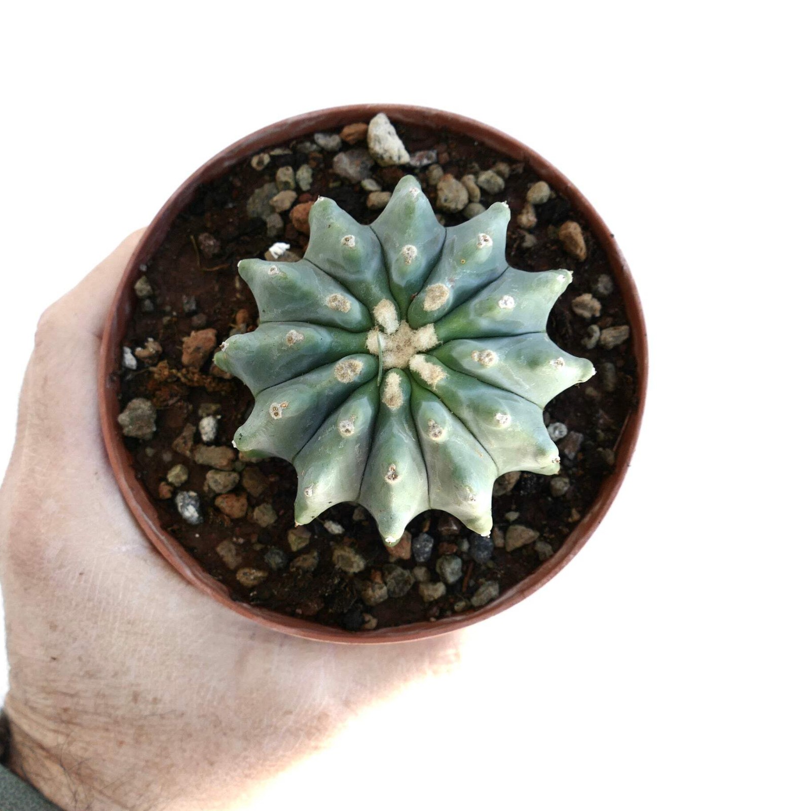 Ferocactus glaucescens cv URASAKI WW20 – Blue barrel cactus | Glaucous barrel ca