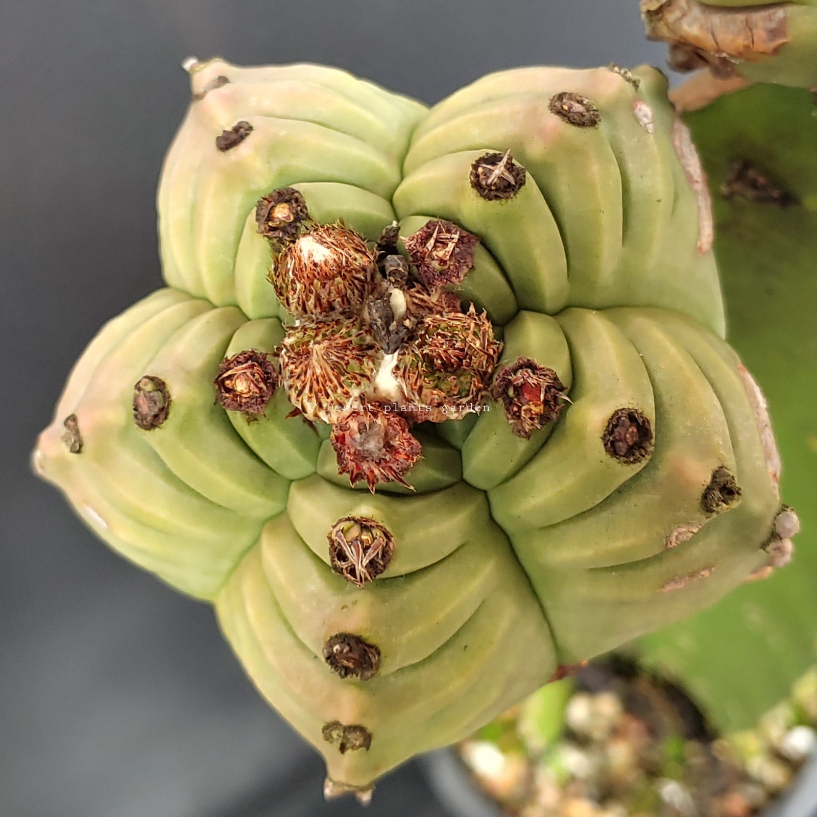 Astrophytum myriostigma kikko 25 grain