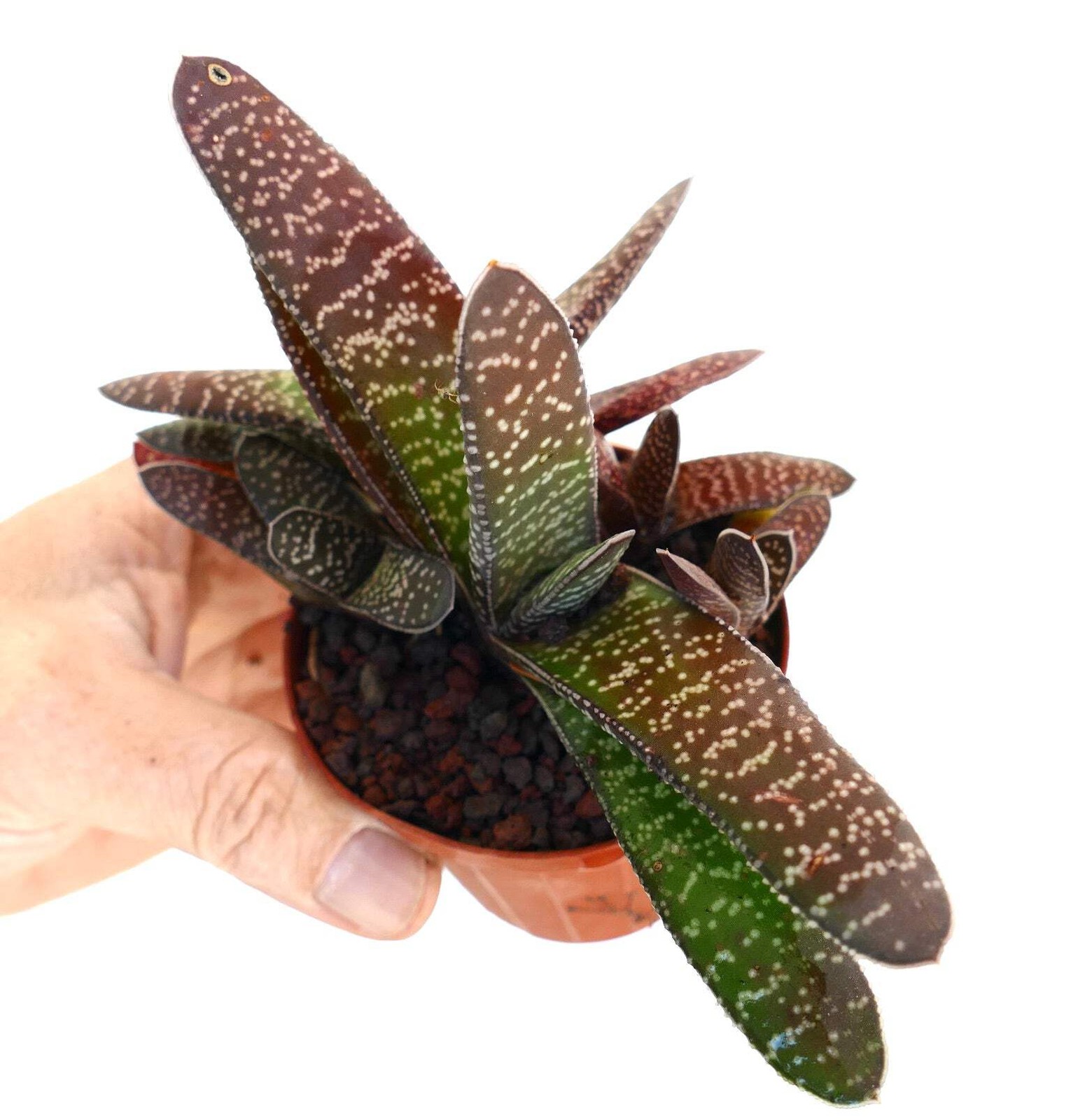 Gasteria carinata EX. EXOTICA (SPECKS) SELECTED – Bredasdorp gasteria | Keeled g